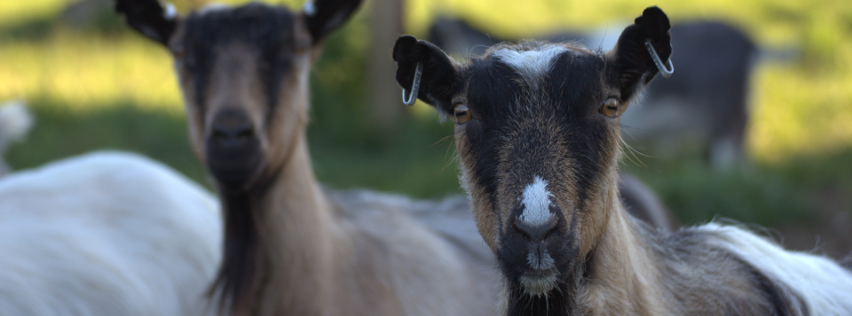 Getter på bete vid Löt Gårdsmejeri